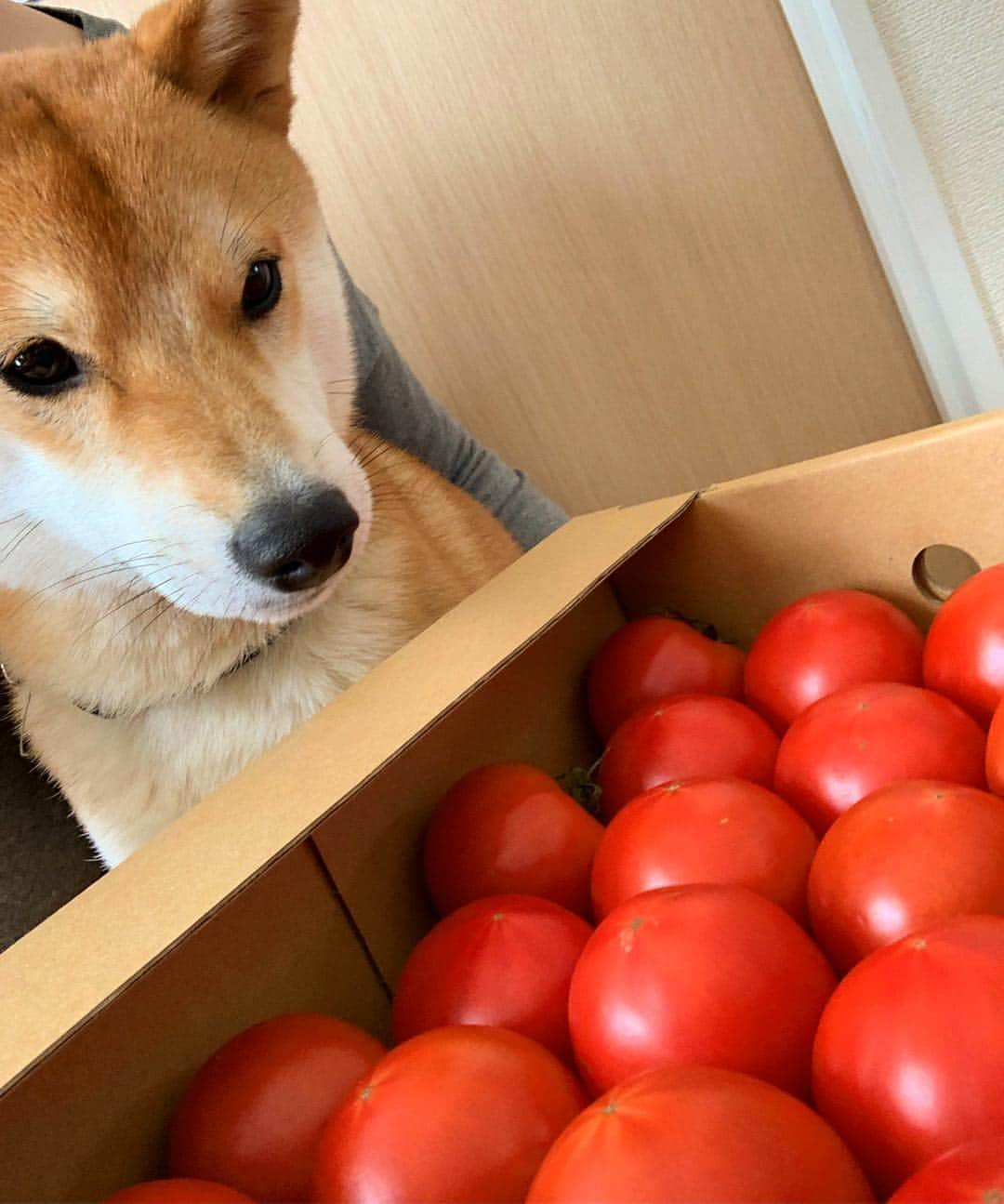 大山加奈さんのインスタグラム写真 - (大山加奈Instagram)「. . 塩トマトきたーーっ🍅‼︎‼︎ . . 八代市の塩トマト ほんっとおいしいんです‼︎ いくらでも食べられちゃう🤤 . . お義父さんお義母さん たくさんありがとうございます💓 . . #塩トマト #熊本産 #八代産 #八代名物 #八代特産」2月22日 14時34分 - kanaoyama0619