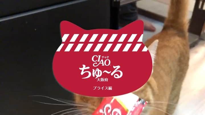 吉田正尚のインスタグラム：「ちゅ〜るの時だけ寄ってくる🙀 #ちゅーる係 #猫の日 #茶トラ #愛猫ブライス」