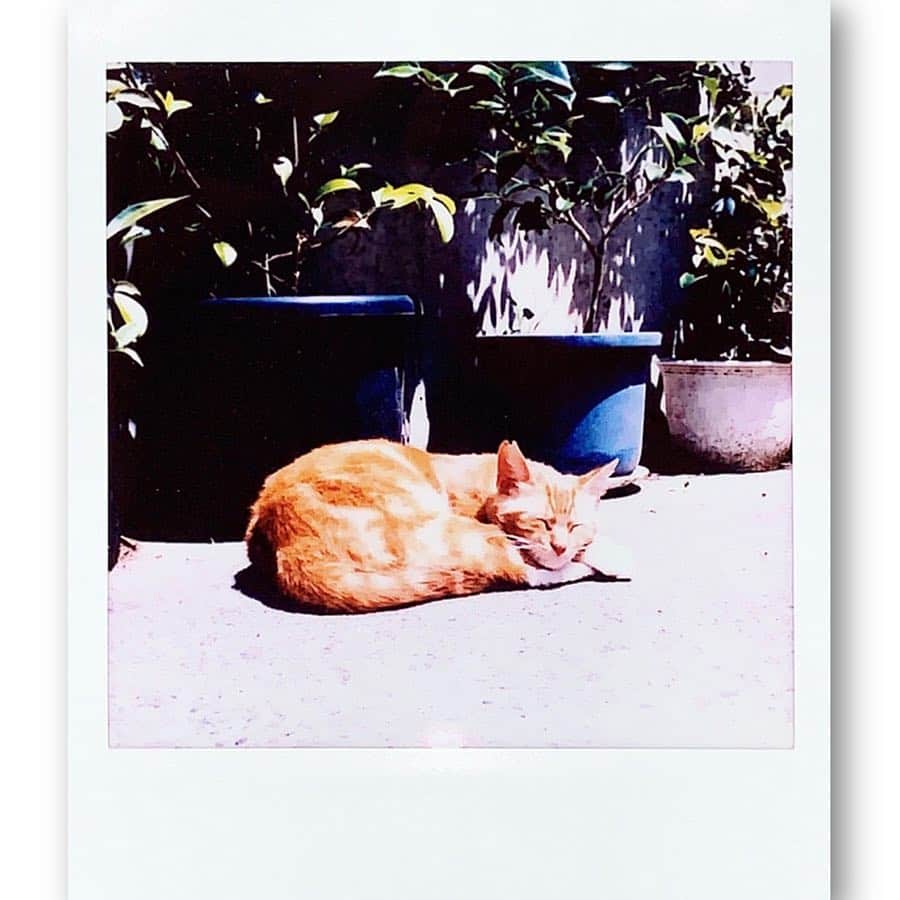 Fujifilm instaxさんのインスタグラム写真 - (Fujifilm instaxInstagram)「.﻿ 今日は「猫の日」﻿ ﻿ 近所で猫ちゃんを探しながら #チェキさんぽ 。﻿ SQ20を使えば、動画で撮影してベストな瞬間をプリントすることができます♪更に4倍ズーム機能もあるので、遠くにいても撮れます！﻿ ﻿ チェキを持って、ほっこりとした時間を過ごしてみるのもいいかもしれませんね。﻿ ﻿ ただいま、チェキの20周年を記念したフォトコンテストを開催中です！#マイチェキ #メモリアルチェキ #チェキフォト のうち好きな部門を選んで、「選んだ部門のハッシュタグ」と「@cheki_instax」を文章に入れて応募してください！﻿ 詳しくは @cheki_instax のプロフィールURLから☆﻿ ﻿ #instax #instaxcamera #instaxsquare #SQ20 #cheki #チェキスクエア #FUJIFILM #富士フイルム #野良猫 #猫 #猫の日 #ねこすたぐらむ #ねこら部 #チェキのある生活 #instaxlife #チェキフォト #photoinphoto」2月22日 18時04分 - cheki_instax
