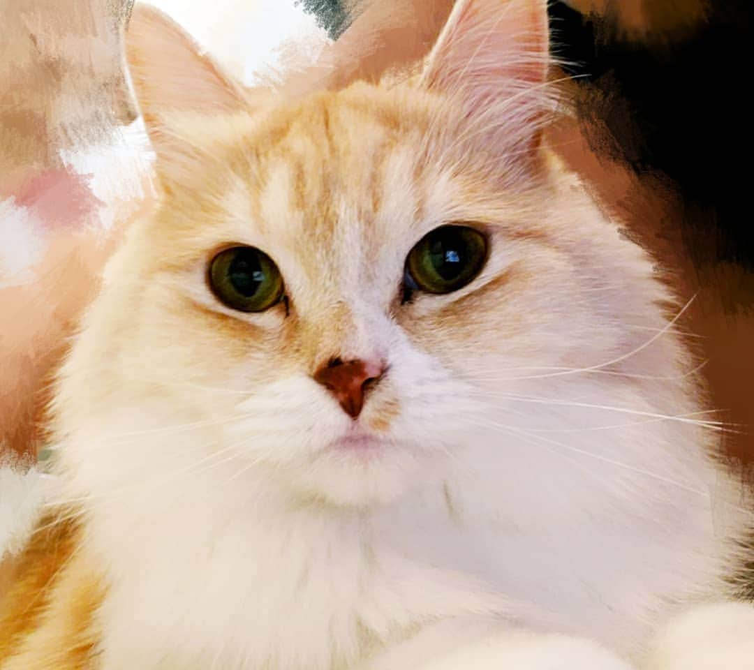 のインスタグラム：「. バニラ😸  #2月22日は猫の日 #にゃーにゃーにゃーの日  #猫の日」