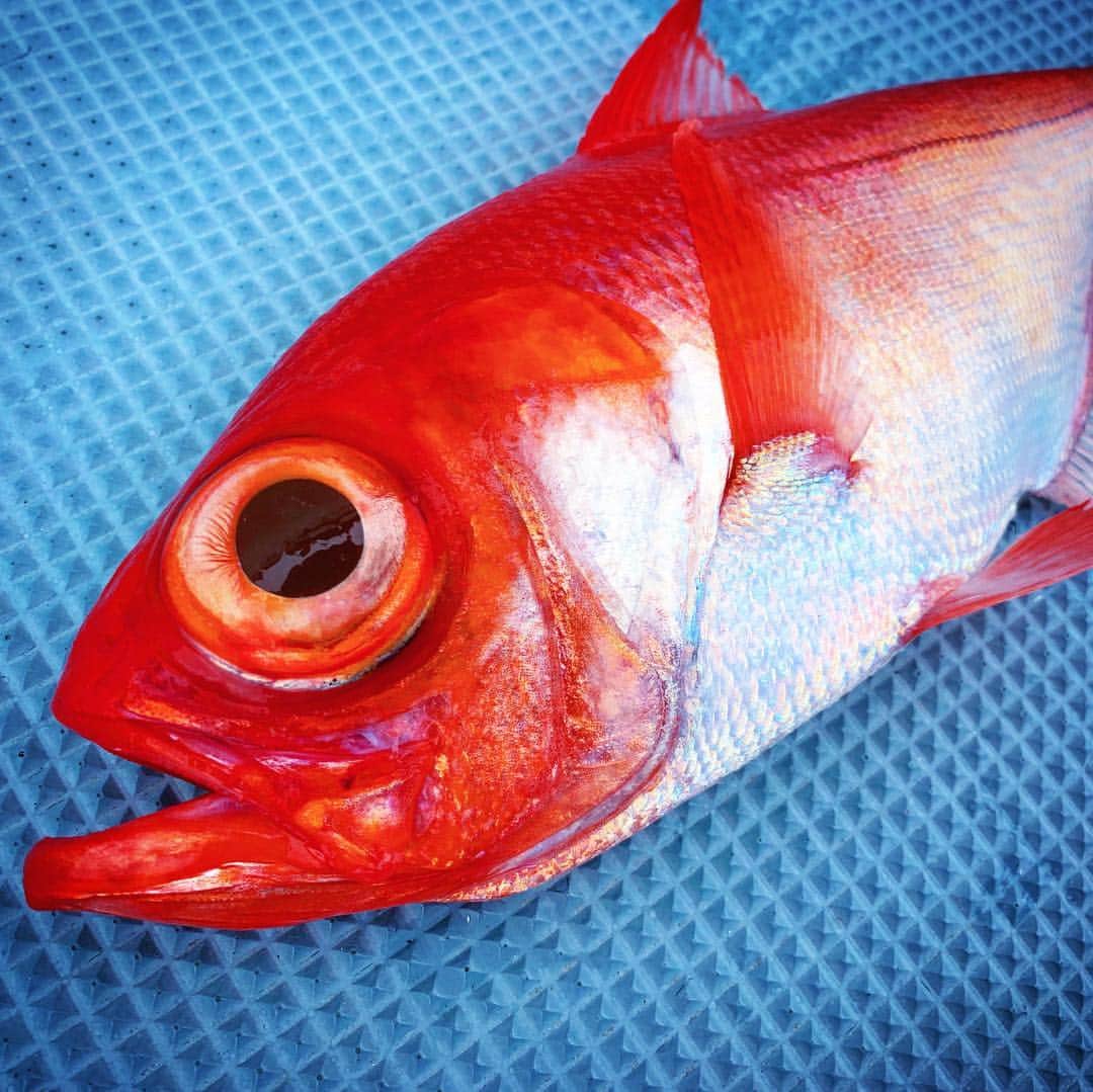 秋丸美帆さんのインスタグラム写真 - (秋丸美帆Instagram)「美しい。早く食べたい . #fishing #fish #kanagawa #sea #釣り #神奈川 #キンメダイ #船釣り #深場 #高級魚 #関東 #逗子」2月22日 19時38分 - mippy34