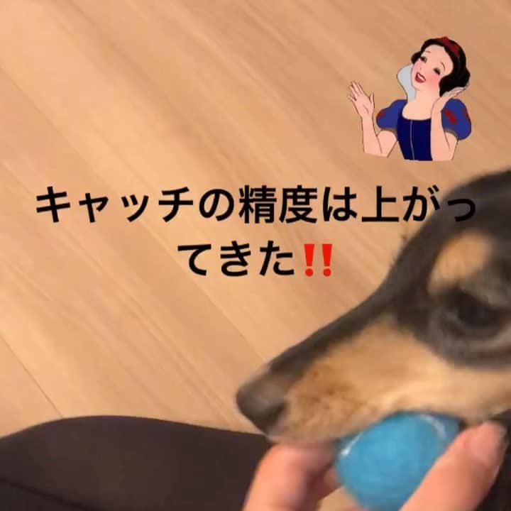 小日向えりのインスタグラム：「#アニコム  #キャッチ名人  ミニチュアダックス、きな粉選手！ ボール投げが大好きです🥺❤️ 自動ボール投げ機に、ボールを入れることは覚えられませんでしたが（笑）キャッチは上手になりました☺️」