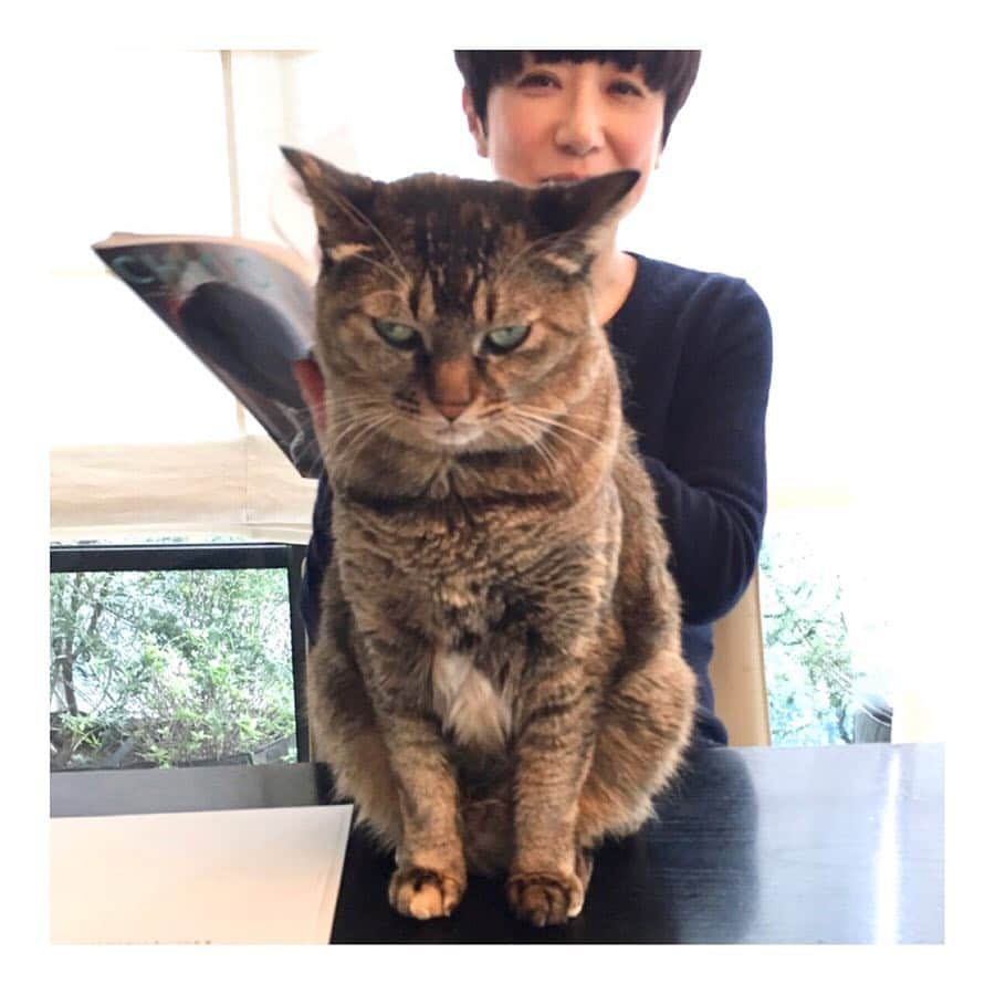 黒田知永子さんのインスタグラム写真 - (黒田知永子Instagram)「猫の日だったなんて！ #cat #猫#ねこ #猫の日 #黒田ごま #黒田むぎ  一部でファンがいるブサむぎ☺︎ #黒田知永子  #chiekokuroda」2月22日 23時37分 - kuroda_chieko