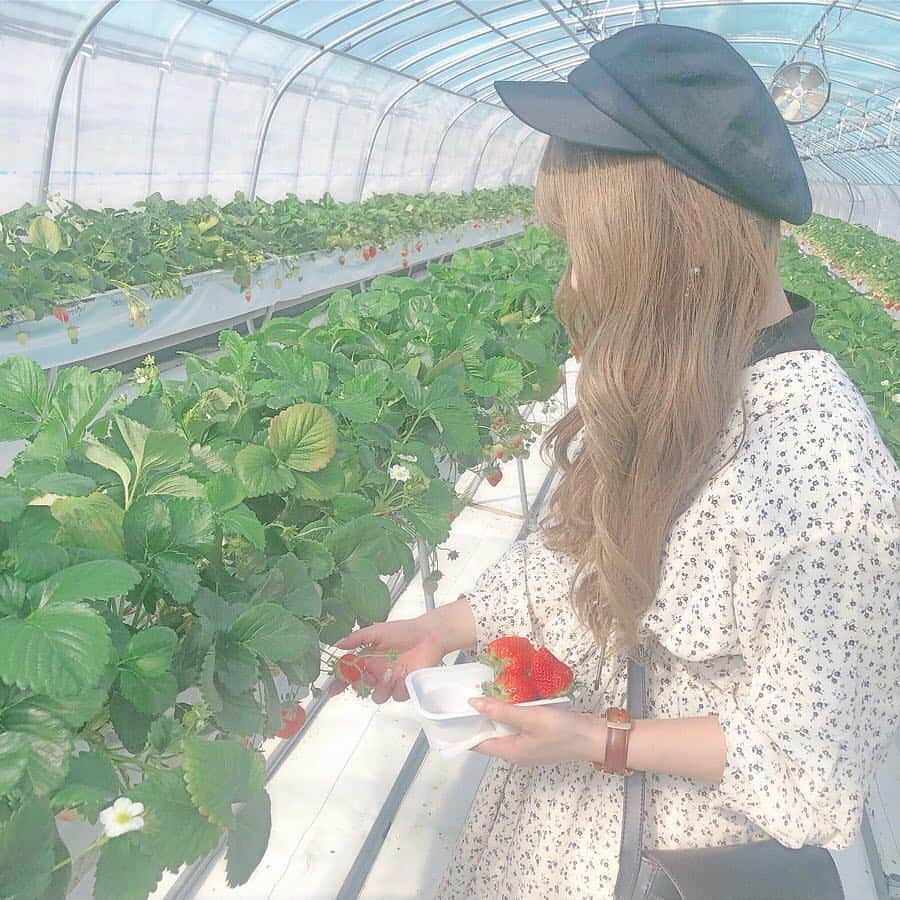 LUCRA（ルクラ）さんのインスタグラム写真 - (LUCRA（ルクラ）Instagram)「春といえばいちご狩り🍓 ㅤㅤㅤ  @choco__24_ さんのおすすめは 10種類のいちごが食べ比べできる、 #ベリーズファン だそう♥ ㅤㅤㅤ  春休みや休日のお出かけにおすすめです◎ ㅤㅤㅤ  Photo by @choco__24_  ㅤㅤㅤ  ㅤㅤㅤ  #バス#バスツアー#いちご#いちご狩り#いちご#フルーツ狩り ㅤㅤㅤ ㅤㅤㅤ  ㅤㅤㅤ  LUCRA公式Instagram上で紹介させて頂くお写真を募集中！写真に#lucrajp をつけるかタグ付けして投稿してくださいね♡ ㅤㅤㅤ  #古着 #ファッション #コーディネート#お洒落さんと繋がりたい#冬コーデ#低身長 #きょコ#プチプラコーデ#低身長さんと繋がりたい#インスタ映え#写真 #ブラウンコーデ#ワントーンコーデ#プチプラコーデ#コーデ#ニット#アウター#instagood#instalike#like4like#followme#ootd#fashion」2月23日 12時14分 - lucra_app