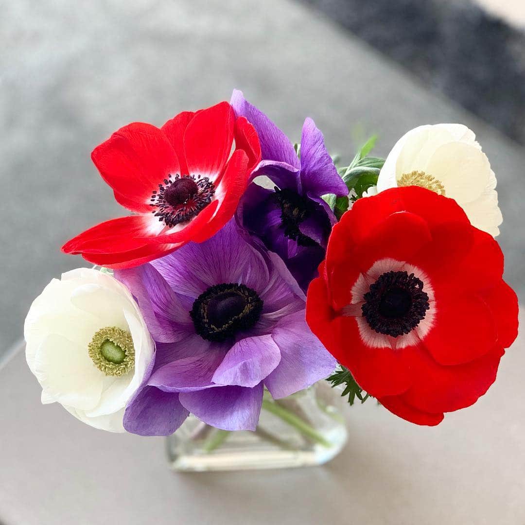 吉田美紀さんのインスタグラム写真 - (吉田美紀Instagram)「・ Have a nice weekend☘ ・ わたし達はただ今新幹線の中🚅 ・ #anemone #flowers #weekend #アネモネ #お花 #週末」2月23日 12時58分 - miki__yoshida