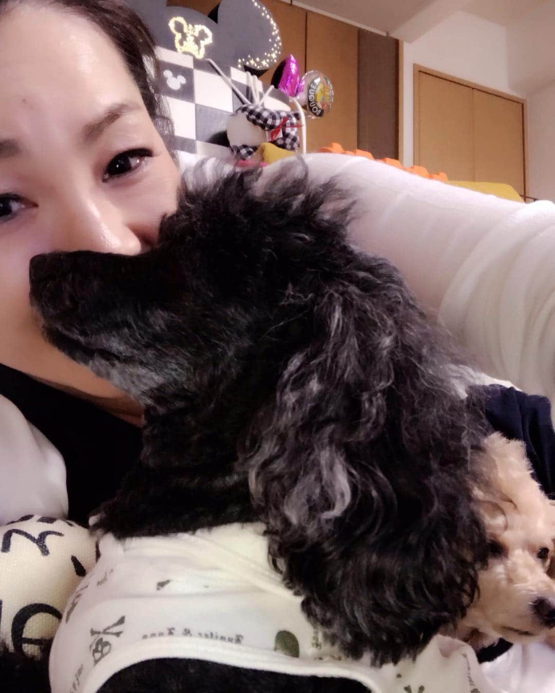 井上貴子のインスタグラム：「仕事でお留守番させてるとき。  もちろん隠しカメラで 外からのチェックも欠かさない。  でもやっぱり 玄関開けたときに ちぎれそうにフリフリするシッポと  目尻が下がってクルクルまわって 嬉しい気持ちを全身で表現してくれる2人がとても愛おしい。  出かけるときと帰ってきたときに 2人の大好きなオヤツをもらえるというルールを勝手に作ったこの2人（笑）  仕方なく従うアタシ。  ひととおり落ち着くと ソファでハグの時間。  そろそろおかあちゃんが ウザくなってくる頃に お風呂に入りに行く…  ここでリセットして  この子たちと 明日も元気に過ごせるように。  Happyで^ ^  #井上貴子  #LLPWX #女子プロレスラー #ゴルフ #べにひお #トイプードル親子 #お留守番できる子」