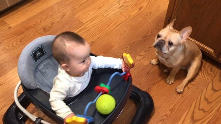 のインスタグラム：「Typical afternoon stare down/stand off with my sister. She’s always out for toes and tails in her wheelie-mobile. Sometimes it’s like staring into the mouth of a crocodile when she makes eye contact with me and aligns her plastic vehicle to my location. ..........」