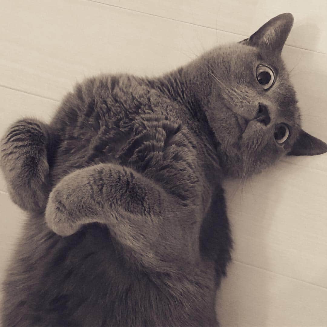 ミーちゃんのインスタグラム：「春の気配😄 #cat #russianblue #neko #catsofinstagram #catstagram #猫 #ネコ #ねこ #ロシアンブルー#グレ猫倶楽部」