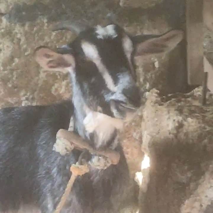馬場皐輔のインスタグラム：「なんかヤギいたので撮りました😂 カメラ壊れてるので揺れてます😥 あと少しびっくりしました😁笑笑 この前、撮った動画です！」