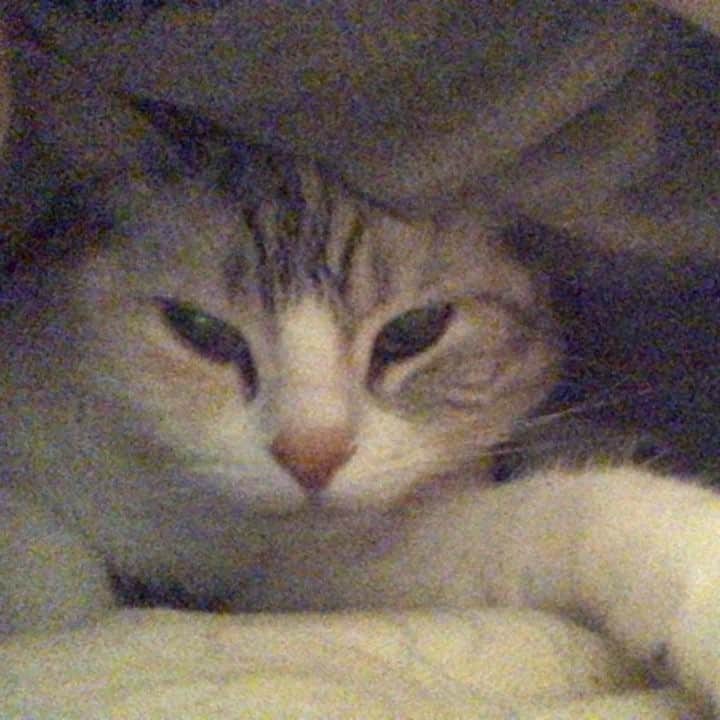 Natsukiのインスタグラム：「お布団の中に潜ってきて、ゴロゴロするしらすさん(*ΦωΦ*) ゴロゴロ音が大きいです(笑)  #cat  #scottishfold  #猫のいる暮らし」
