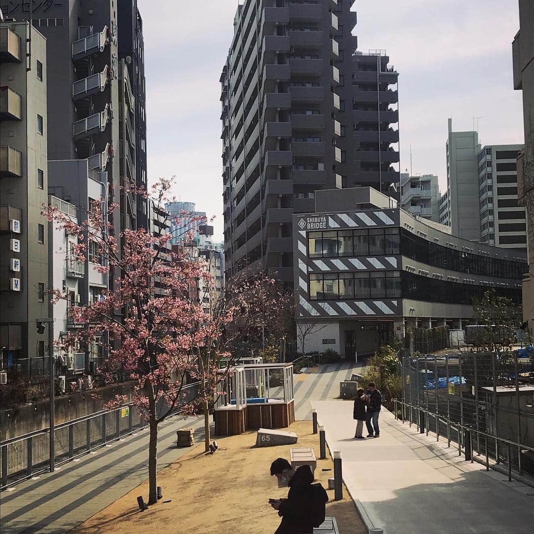 坂本奈津美さんのインスタグラム写真 - (坂本奈津美Instagram)「. お散歩していたら見つけた。 もうこんなに咲いているなんて😳🌸✨ #河津桜 #春が来た #春のお知らせ」2月24日 18時59分 - sakamoto_natsumi