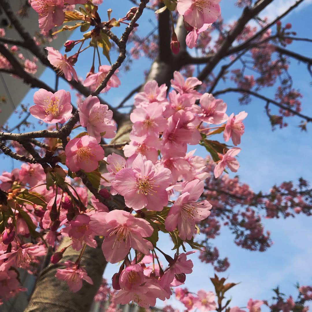 坂本奈津美のインスタグラム：「. お散歩していたら見つけた。 もうこんなに咲いているなんて😳🌸✨ #河津桜 #春が来た #春のお知らせ」