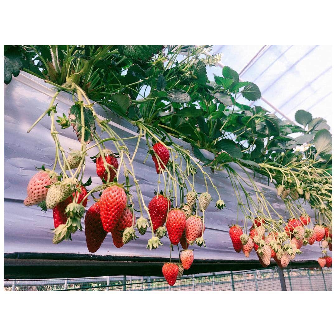 彩姫さんのインスタグラム写真 - (彩姫Instagram)「家族でいちご狩り行ってきた🍓💕﻿ ﻿ 去年はお母さんとだったけど。今年は兄ちゃんも。いつも優しくしてくれる兄ちゃん。﻿ 顔とか似てるのに見た目も雰囲気も全然違うから兄妹と信じてもらえないことが多いのよね。﻿ 仲良し家族だなぁ。と思う日々だね。﻿ ﻿ 楽しくリフレッシュ出来たよ。﻿ ﻿ いちご狩りではいっぱい食べて食べて食べまくって充実感に満ちたいの。﻿ さいちゃんは例年通り40個食べて。お腹痛くなったよ。﻿ 兄ちゃんは18個しか食べなかったの。﻿ しかしなんとお母さんは90個も食べた「78個も食べてた〜」って言ってからもまだ食べてて。最後の一粒は兄ちゃんが「これ絶対美味い」って渡してたやつだったよ。満足そうに食べ終えていたのでよかったです。﻿ めでたしめでたし。﻿ ﻿ ﻿ #bandmaid ﻿ #saiki」2月24日 20時17分 - saiki_bandmaid