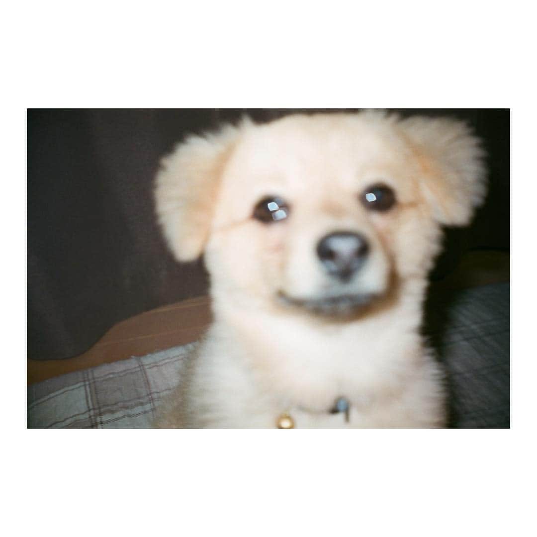 加村真美のインスタグラム：「#ピンボケのまる #film #instagram」