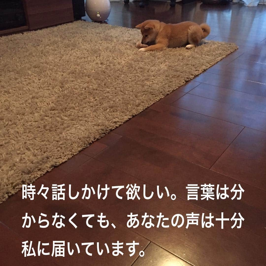 柴犬ハル&保護犬すずさんのインスタグラム写真 - (柴犬ハル&保護犬すずInstagram)「🐕 . 犬の十戒🐶 . たまに読み返すこの犬の十戒🐕 . 読んでて毎回泣きそうになる😭 . #早く帰ろってなる #仕事なんかやめて早く帰ろってなる #大事にしよう #自分への戒めのためにアップ . #柴犬#柴#kagoshima#dog#puppy#shibainu#shibastagram#いぬバカ部#family#鹿児島#赤柴#雑種#天文館#日本犬#保護犬を家族に#保護犬#元保護犬#犬の十戒」2月25日 15時10分 - haruharu040777