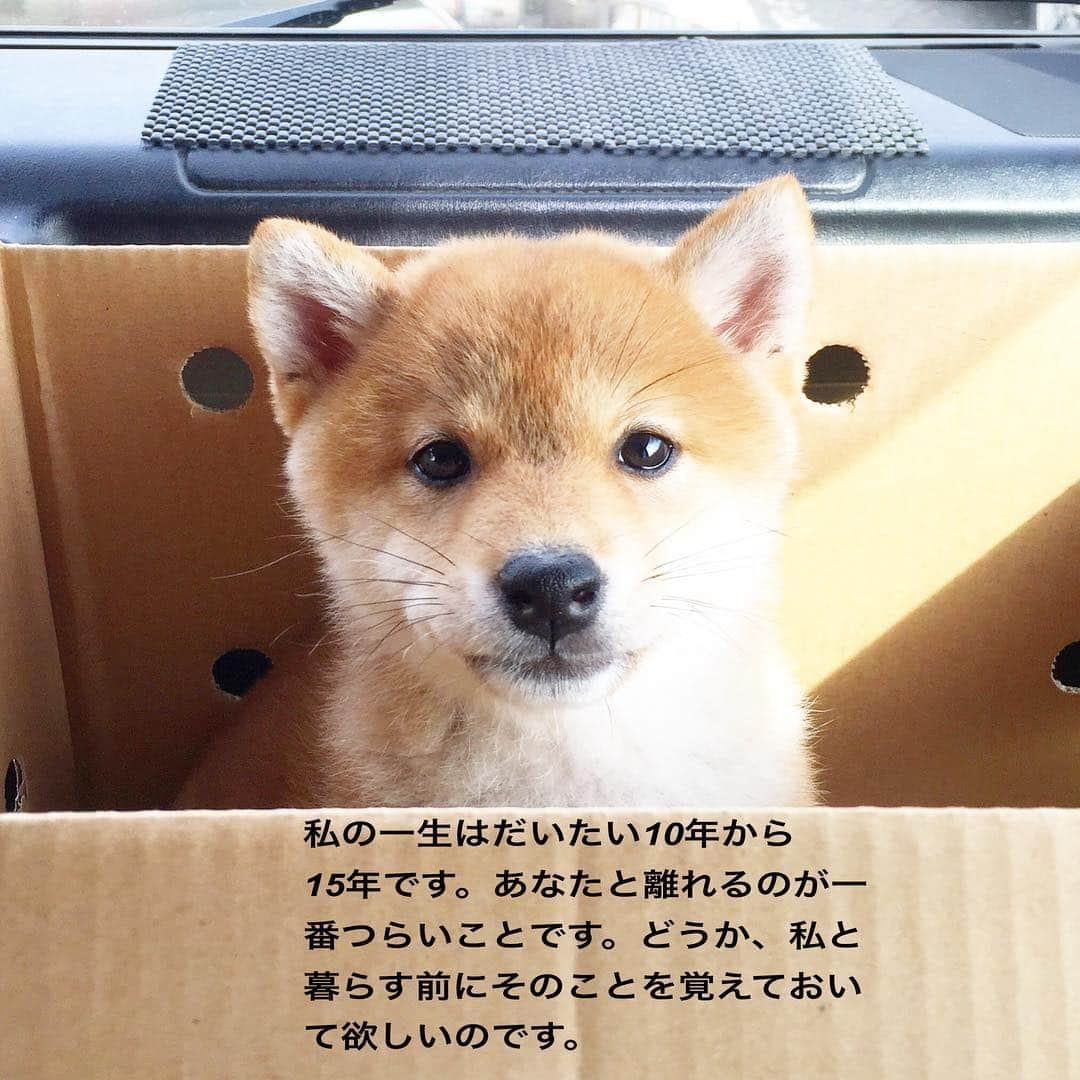 柴犬ハル&保護犬すずさんのインスタグラム写真 - (柴犬ハル&保護犬すずInstagram)「🐕 . 犬の十戒🐶 . たまに読み返すこの犬の十戒🐕 . 読んでて毎回泣きそうになる😭 . #早く帰ろってなる #仕事なんかやめて早く帰ろってなる #大事にしよう #自分への戒めのためにアップ . #柴犬#柴#kagoshima#dog#puppy#shibainu#shibastagram#いぬバカ部#family#鹿児島#赤柴#雑種#天文館#日本犬#保護犬を家族に#保護犬#元保護犬#犬の十戒」2月25日 15時10分 - haruharu040777