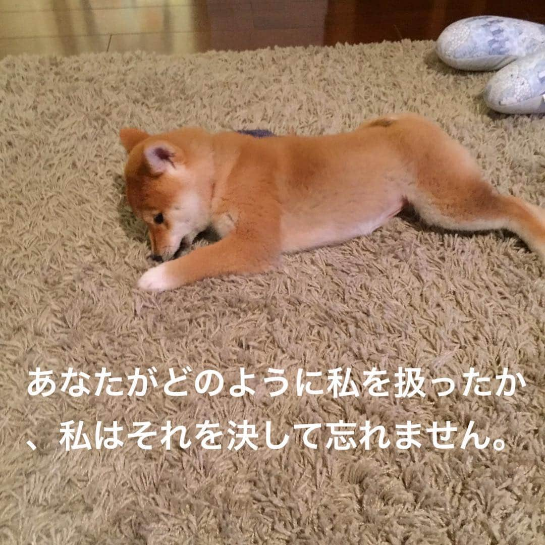 柴犬ハル&保護犬すずさんのインスタグラム写真 - (柴犬ハル&保護犬すずInstagram)「🐕 . 犬の十戒🐶 . たまに読み返すこの犬の十戒🐕 . 読んでて毎回泣きそうになる😭 . #早く帰ろってなる #仕事なんかやめて早く帰ろってなる #大事にしよう #自分への戒めのためにアップ . #柴犬#柴#kagoshima#dog#puppy#shibainu#shibastagram#いぬバカ部#family#鹿児島#赤柴#雑種#天文館#日本犬#保護犬を家族に#保護犬#元保護犬#犬の十戒」2月25日 15時10分 - haruharu040777