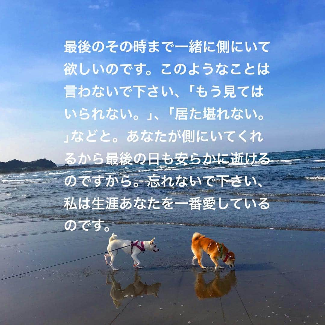 柴犬ハル&保護犬すずさんのインスタグラム写真 - (柴犬ハル&保護犬すずInstagram)「🐕 . 犬の十戒🐶 . たまに読み返すこの犬の十戒🐕 . 読んでて毎回泣きそうになる😭 . #早く帰ろってなる #仕事なんかやめて早く帰ろってなる #大事にしよう #自分への戒めのためにアップ . #柴犬#柴#kagoshima#dog#puppy#shibainu#shibastagram#いぬバカ部#family#鹿児島#赤柴#雑種#天文館#日本犬#保護犬を家族に#保護犬#元保護犬#犬の十戒」2月25日 15時10分 - haruharu040777