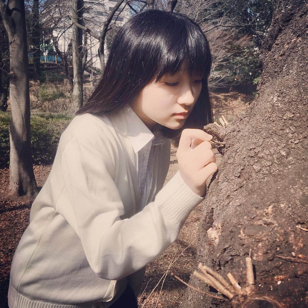 前野えまさんのインスタグラム写真 - (前野えまInstagram)「春を探しに…🌸 #春  #春の花  #公園  #公園少女  #公園大好き  #桜  #jc  #jc3  #前野えま」2月25日 7時39分 - maeno_ema