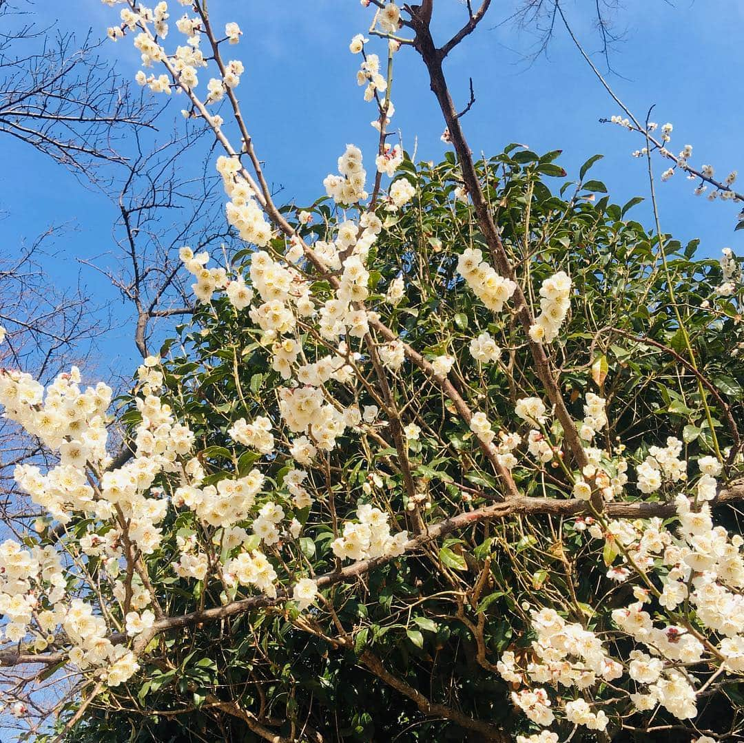 前野えまさんのインスタグラム写真 - (前野えまInstagram)「春を探しに…🌸 #春  #春の花  #公園  #公園少女  #公園大好き  #桜  #jc  #jc3  #前野えま」2月25日 7時39分 - maeno_ema