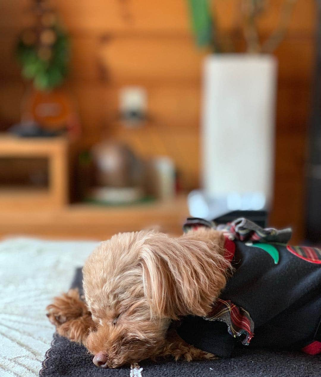 本城結実さんのインスタグラム写真 - (本城結実Instagram)「. . 犬と泊まれる山中湖のホテル カーロ・フォレスタ・エルフォ . 全4室でお部屋毎にテーマがあり 今回はハワイアンのお部屋を選択しました🌺 . お部屋のインテリアはオシャレで食事も全て美味しく、部屋には専用庭もついていてなんと富士山もチラッと見えます😳🗻 . 遊び疲れたワンコは爆睡(_ _).｡o○ . また暖かくなったら遊びに行きたいと思います . . #わんこ #わんことお出かけ #わんこのいる生活 #ペット#ペットok #山梨 #山梨県#山中湖 #犬好きな人と繋がりたい#富士山 #絶景 #日本の絶景 #いぬすたぐらむ #いぬのいる暮らし #エブリドッグ #といぷーどる #トイプードル #ティーカッププードル #犬すたぐらむ #カーロフォレスタ #カーロフォレスタエルフォ #カーログループ #caroforesta #caroforestaelfo #ペットと泊まれる宿 #ペットと泊まれるホテル #わんこと泊まれる宿#カーロリゾート#カーロフォレスタ山中湖 #カーロフォレスタ山中湖エルフォ」2月25日 8時59分 - yumihonjo_