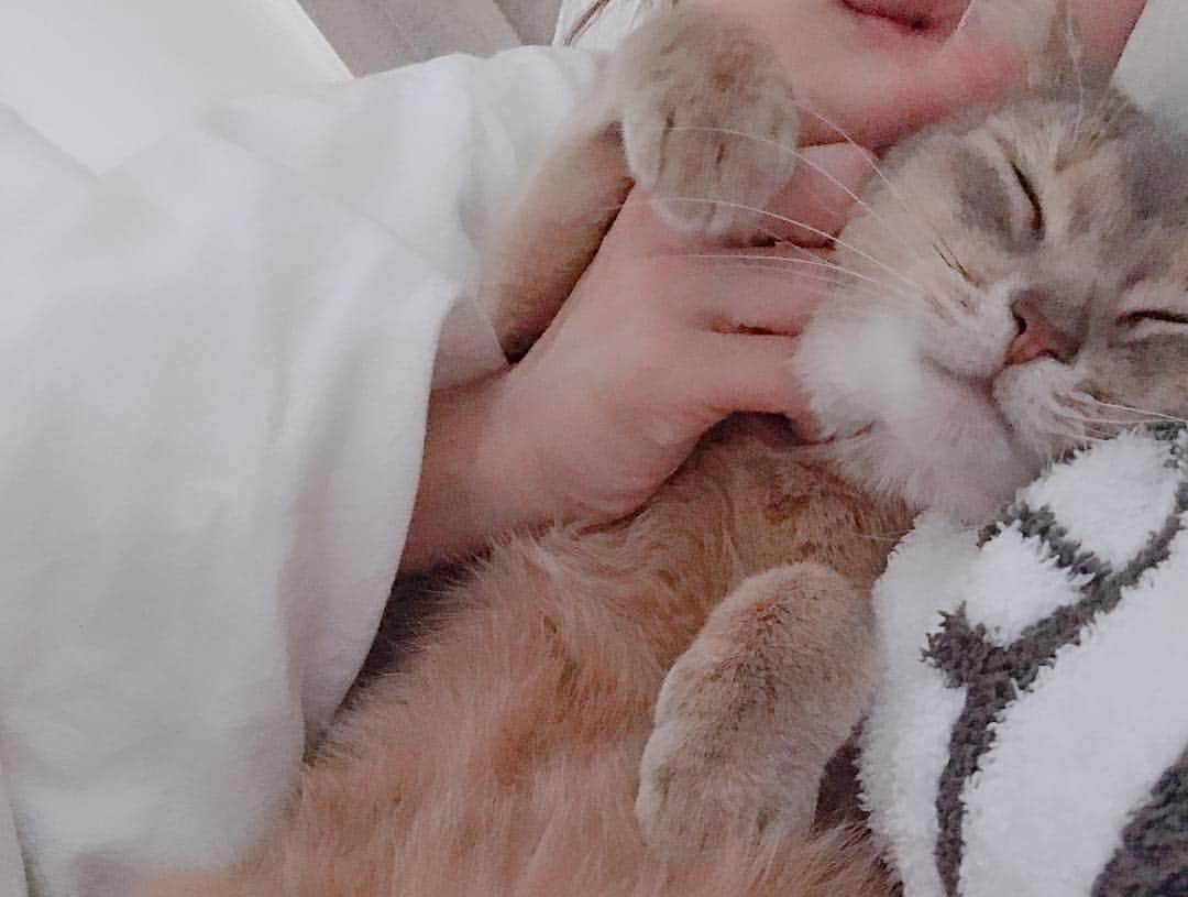 桃さんのインスタグラム写真 - (桃Instagram)「がわいいーーー😭💕💕💕 #ラピ #アビシニアン #abyssinian #毎日腕枕」2月25日 10時44分 - momo.official