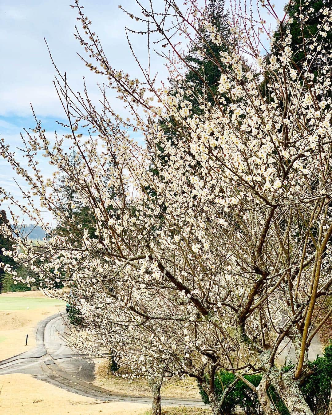 吉田玲奈さんのインスタグラム写真 - (吉田玲奈Instagram)「朝雨からの晴れ⛳️ 暑いくらい😵 コンペの為赤ティー🔴 42/46  88 #白梅 #花 #✿ #春はもうそこまで来てる #ゴルフ #ゴルフコンペ #赤から #ゴルフ女子 #ゴルフ大人女子 #beamsgolf #ビームスゴルフ  #callawaygolf #monzee #モンジー #ロバちゃん #新しいの欲しい #雨ゴルフ #昼から #ポカポカ陽気 #暑くて汗だく #ゴルフ日和  #42/46  #88  #1.5ラウンド #45  #石山愛子 #吉田玲奈 #reinagolf 🔴42/46 88  45」2月26日 0時25分 - reina.yoshida.ciel.1218