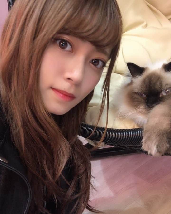 岩花詩乃のインスタグラム：「猫カフェ🐱 猫と全然写真撮れなかった。。。 唯一撮れた動画🥺 めっちゃ嫌そうな顔されてる気がする🥺 * * #猫カフェ#福岡#天神#大名」