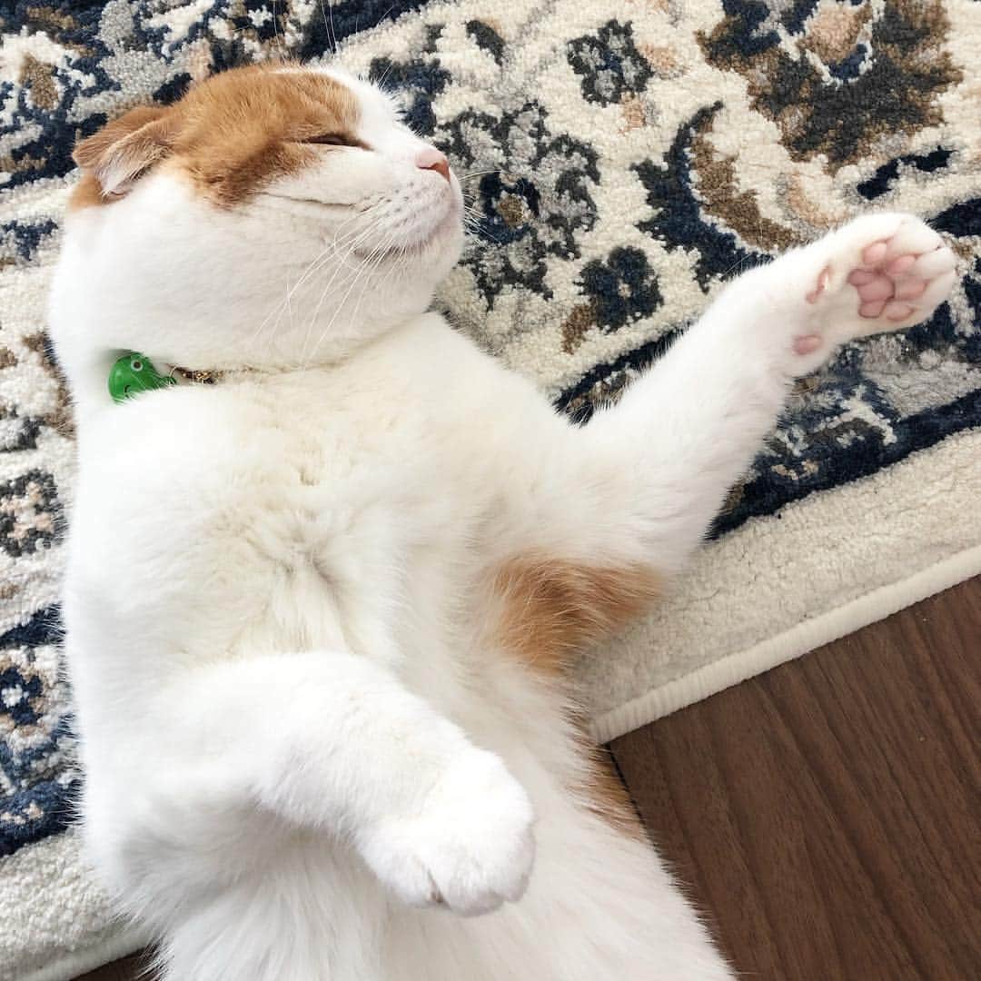 PET'S ALL RIGHT 【公式】のインスタグラム