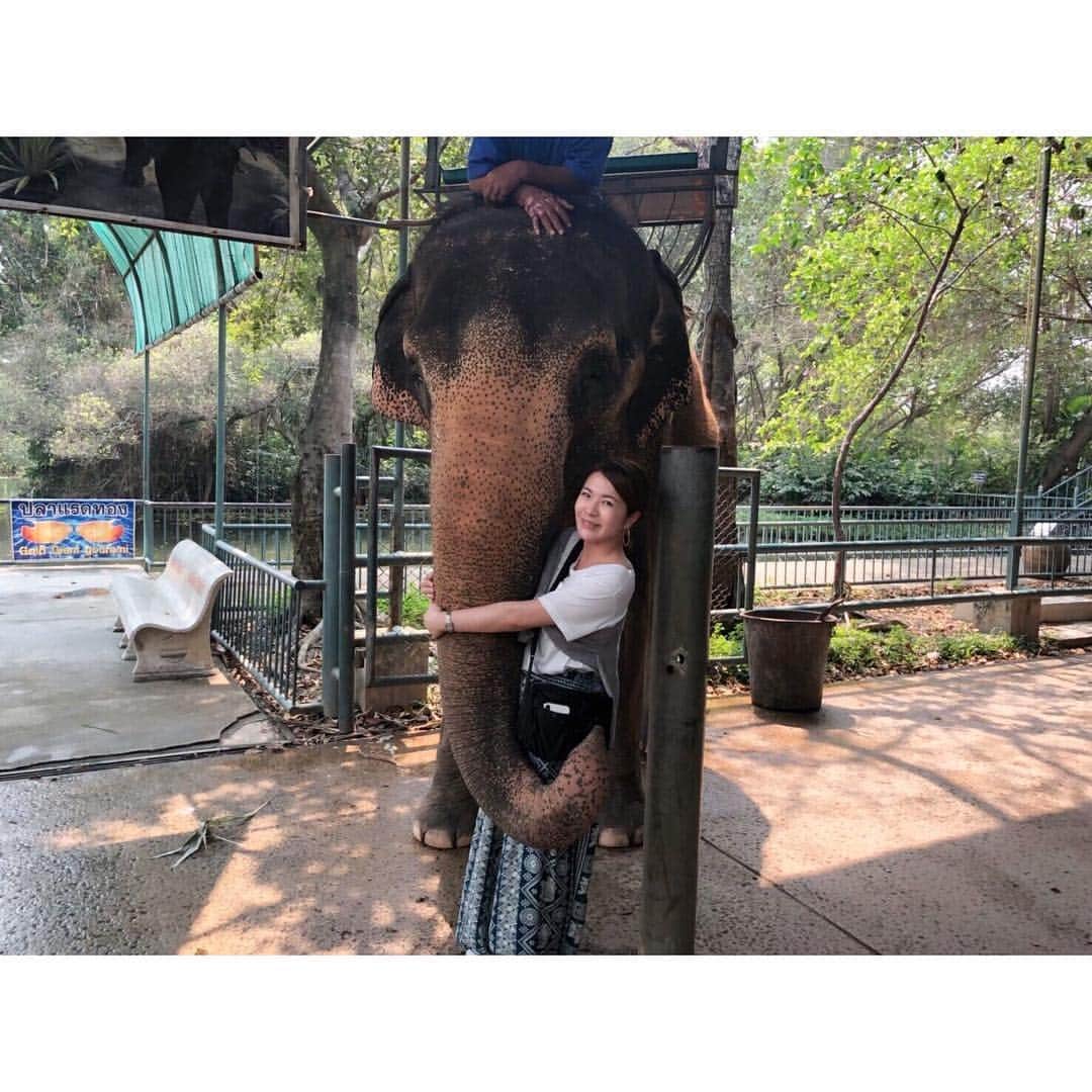 福咲れんのインスタグラム：「先日しれっと、またタイに行ってきましたの🇹🇭 念願の象さん〜🐘💕💕 . 舟にも乗って、いつも以上にアクティブな旅。 帰りの夕焼けが綺麗だったな〜 今年中にまた行こーっと！ . #タイ #Thailand #バンコク #Bangkok #象 #elefant  #サンプラーン象園」