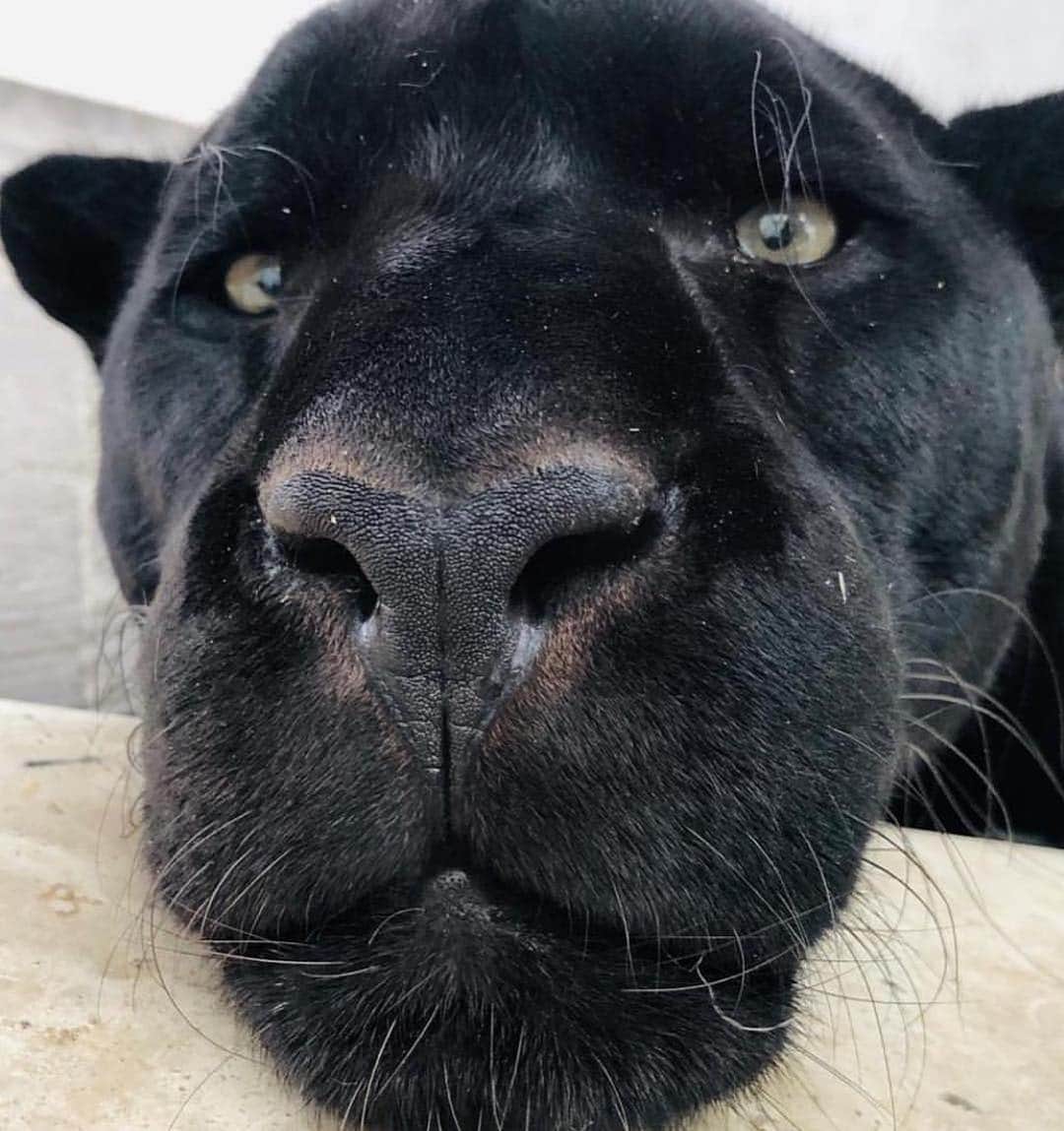 のインスタグラム：「Tag a friend / by @blackjaguarwhitetiger」