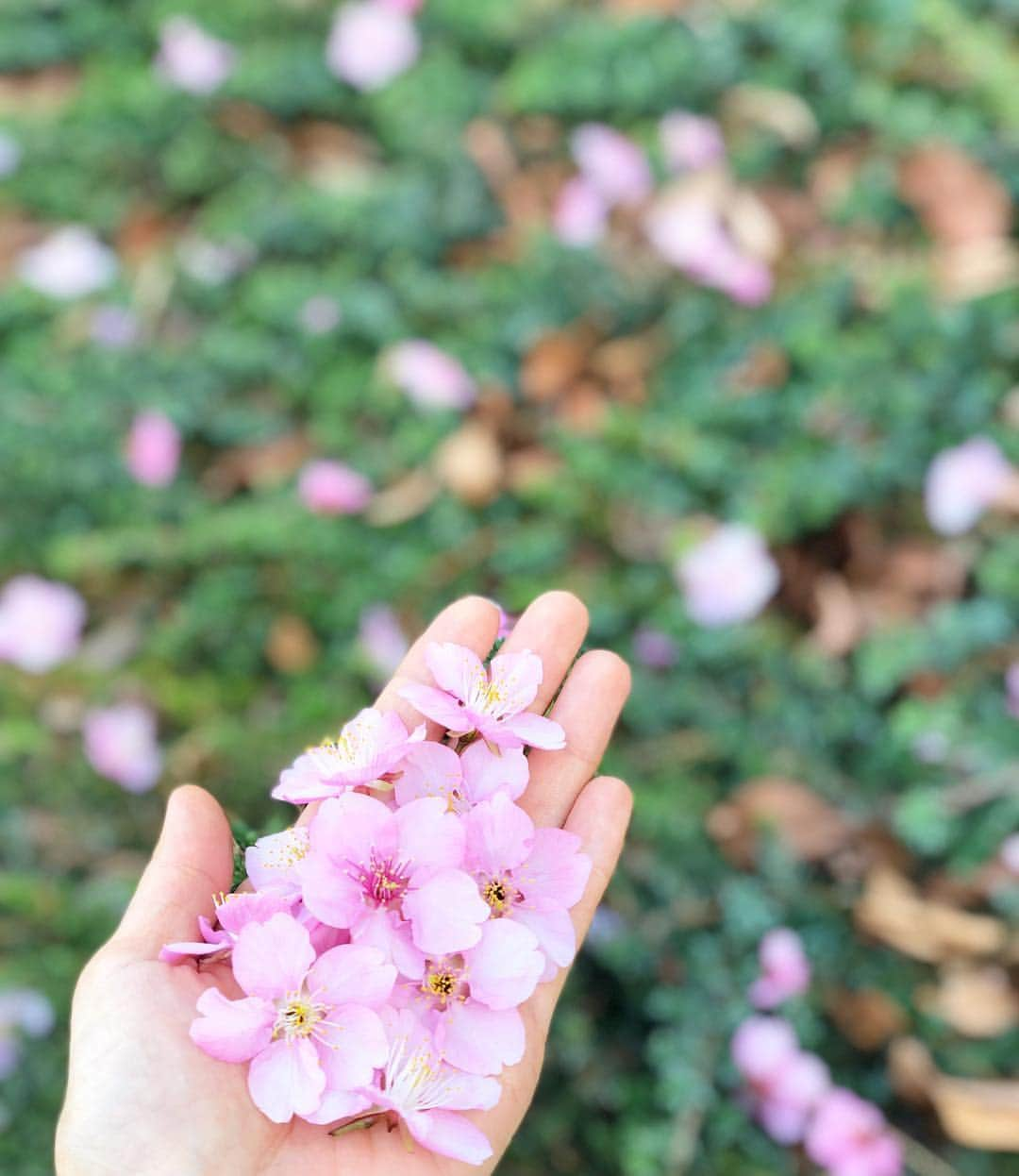 神崎恵さんのインスタグラム写真 - (神崎恵Instagram)「いろいろな打ち合わせの日でした。 春の気配🌸🌸🌸」2月26日 18時59分 - megumi_kanzaki