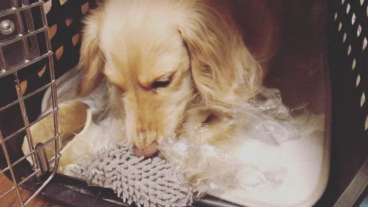 BETTYのインスタグラム：「* She destroyed this new toy in 10 minutes.... After that, I fixed this😅」