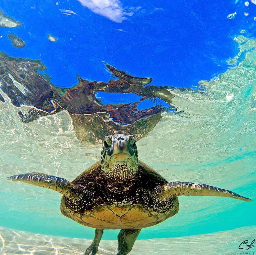 クラーク・リトルさんのインスタグラム写真 - (クラーク・リトルInstagram)「🐢 #hawaii #paradise #nature #ocean #clarklittle 🆑」2月26日 11時31分 - clarklittle