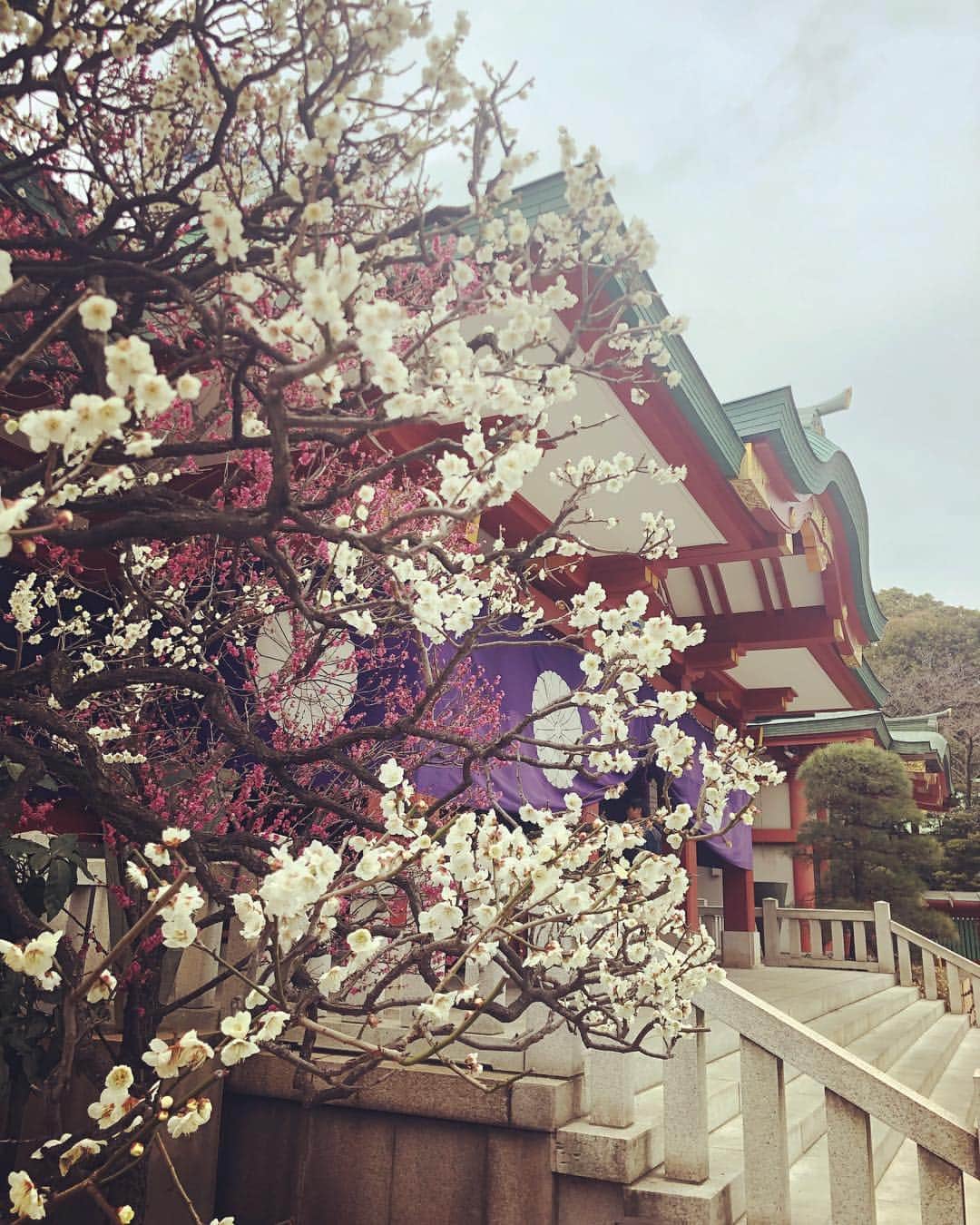 SHOCK EYEさんのインスタグラム写真 - (SHOCK EYEInstagram)「春はすぐそこ🌸 #日枝神社 #春」2月26日 13時31分 - shockeye_official