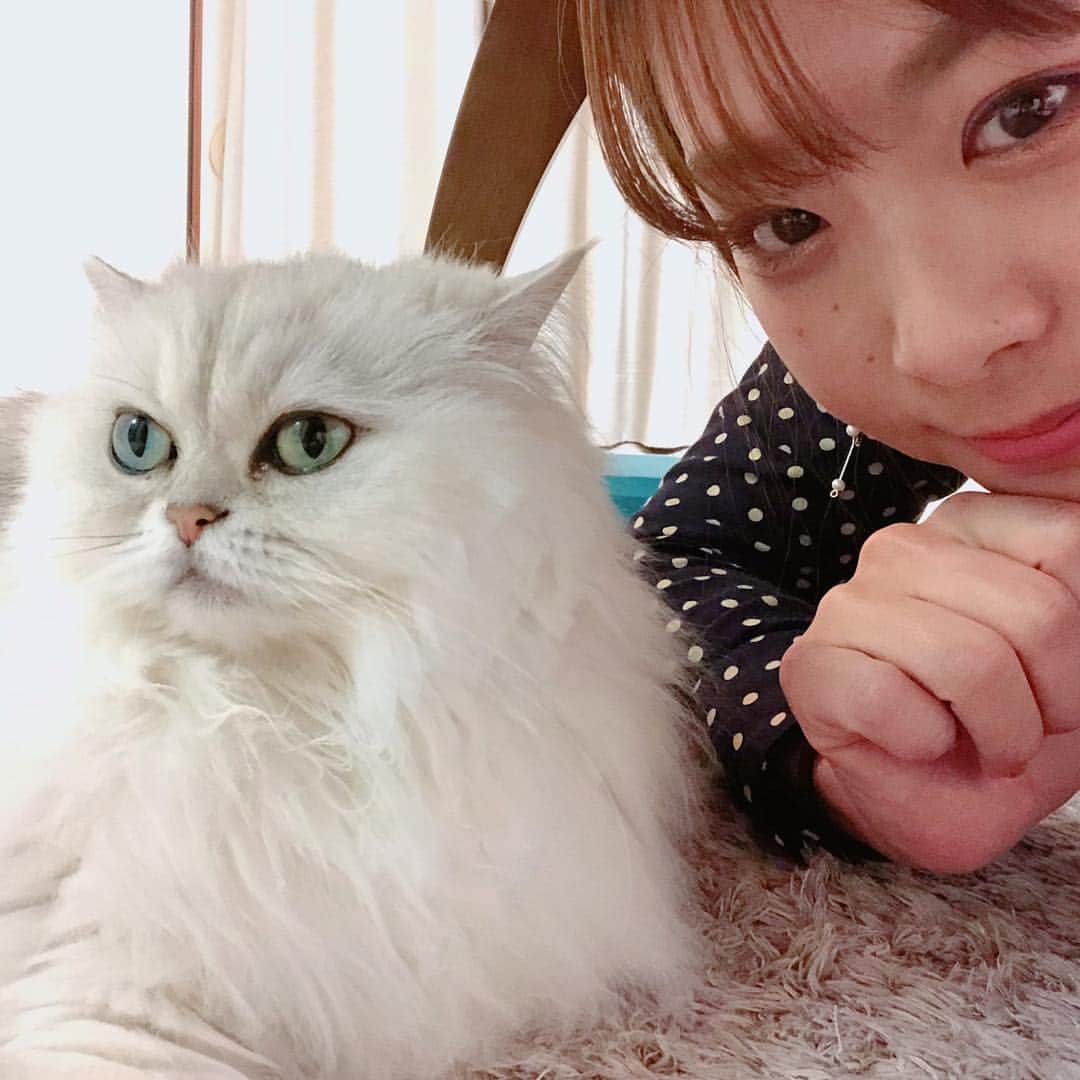 のインスタグラム：「今日もインスタライブありがとうございました！！ いつも気付いたら1時間たってる、 楽しかったです😊 今日はネコズが賑やかだったな笑笑 . . . そうそう、 電波悪かったのは私がWi-Fにしてなかったからかも😅 終わってから気付いたー💦 次回リベンジ。 #女優ライト時間切れw #インスタライブ  #cat #しろねこ #くう」