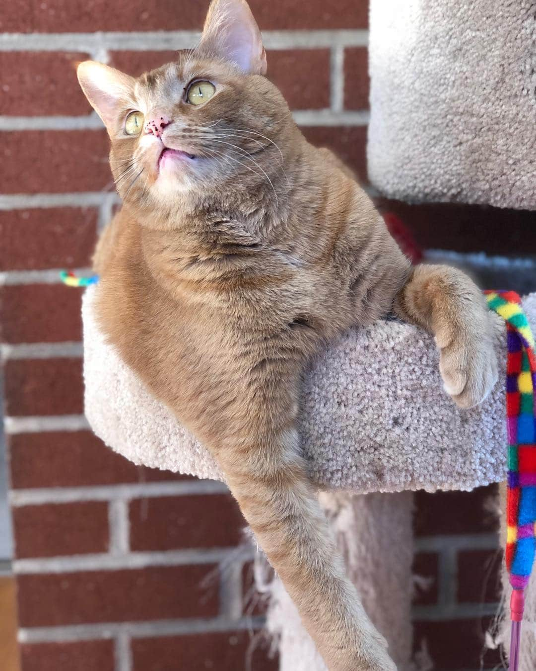 Snorri Sturlusonさんのインスタグラム写真 - (Snorri SturlusonInstagram)「Birdwatching in the winter sun. Juncos at the feeder 👀 #snorrithecat #kittyklepto #catburglar」2月27日 4時41分 - snorrithecat