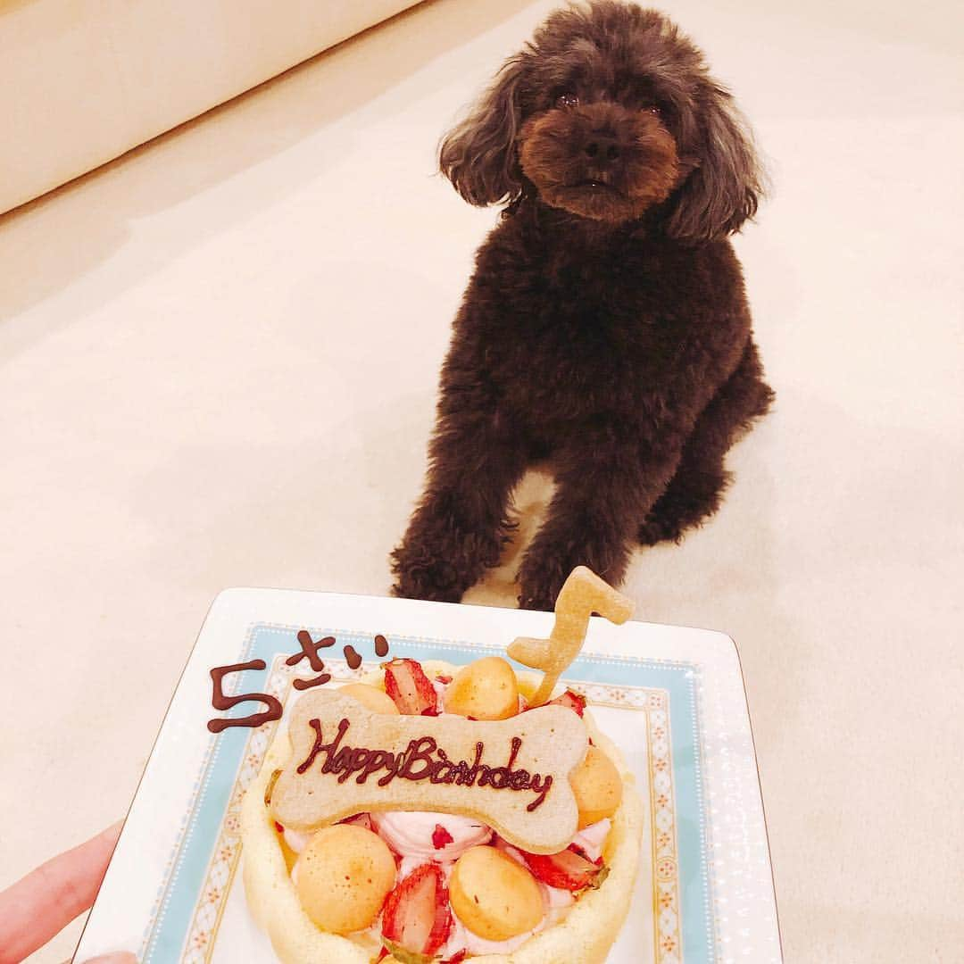 藤井リナさんのインスタグラム写真 - (藤井リナInstagram)「ちゅちゅが5才になりました🥰 何度も手術を繰り返してきたけど 元気でいてくれてうれしいよ 大好き☺️」2月28日 0時30分 - lenafujii0702