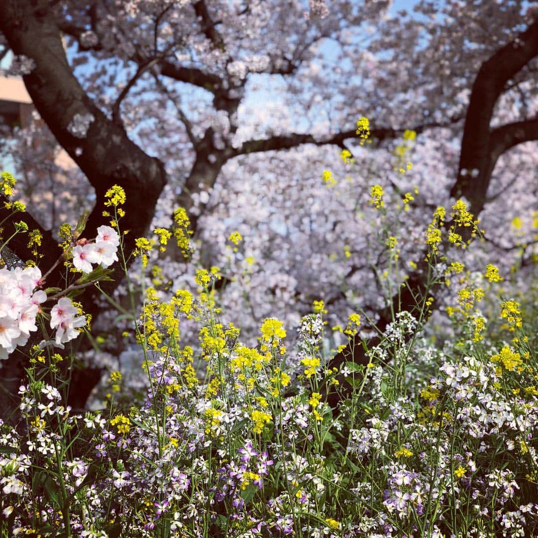 のインスタグラム：「ブログを更新しました🌸 書こうかどうしようか、めちゃくちゃ迷った事です。 . . .  子供のことについてです。 プロフィールからブログへ飛べます😊  #迷った #めちゃくちゃ迷った #書くと思い出して辛くなりそうで #でも大丈夫だった #天使ママって言うそうだよ」