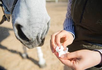 ユリ さんのインスタグラム写真 - (ユリ Instagram)「내가마니마니좋아행 🐎🥕」2月27日 22時56分 - yulyulk