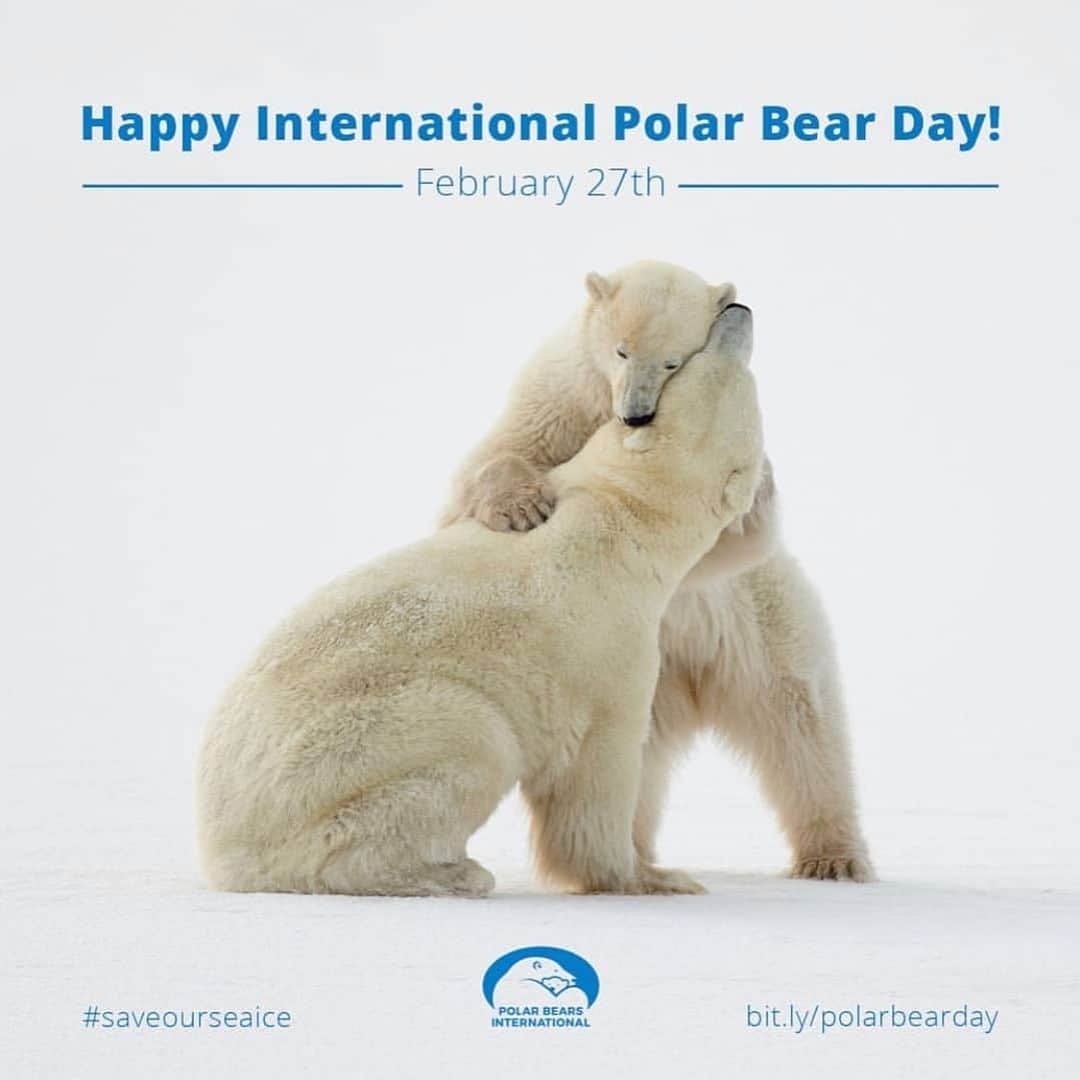 Polar Bearsのインスタグラム：「How are YOU celebrating #internationalpolarbearday ? PC: @polarbearsinternational」