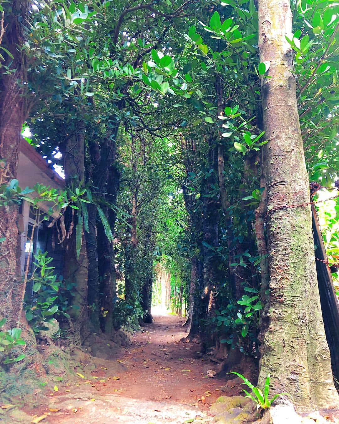 青木美香さんのインスタグラム写真 - (青木美香Instagram)「沖縄のフクギ並木に行きました🌲﻿ 自然のパワーをたーくさんもらいました😊🌱﻿ ﻿ フクギ並木を抜けると海です🌊✨﻿ ﻿ すっごく綺麗で、何時間でもボーッとできそうでした🏝😍﻿ ここもまた来たいところ💖﻿ ﻿ 美ら海水族館の近くです✨﻿ ﻿ #沖縄#旅行#観光#フクギ並木#海#美ら海水族館」2月28日 9時03分 - aokimikaa