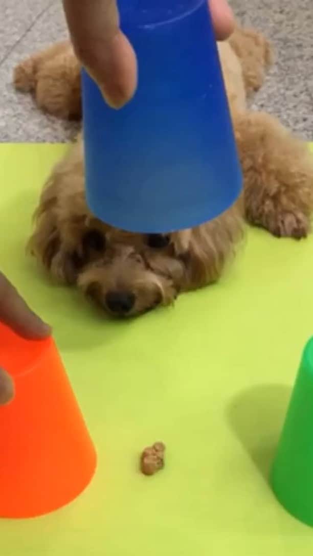 のインスタグラム：「#truffleleetricks」