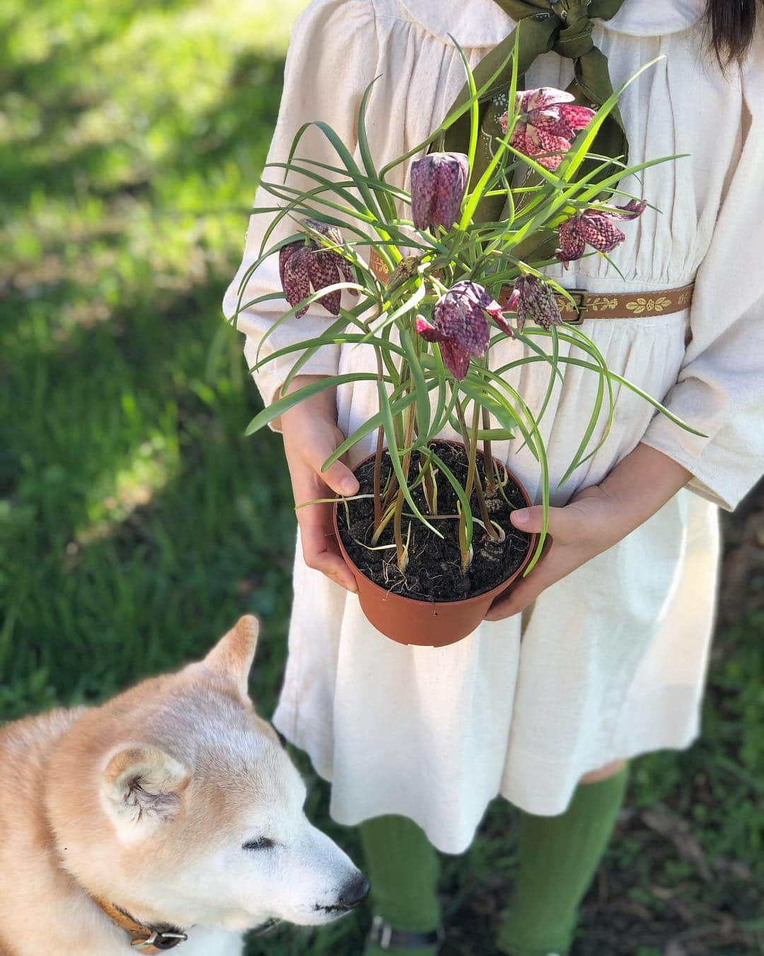 フィロとポンポンさんのインスタグラム写真 - (フィロとポンポンInstagram)「Ici, la saison du jardinage débute avec la jolie #fritillaria ...🌱」2月28日 5時22分 - philo_pompon