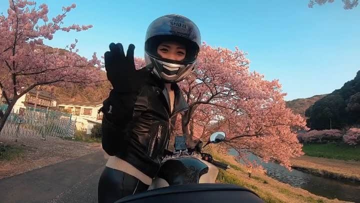 のインスタグラム：「. . みなみの桜と菜の花まつり🌸 夕陽と相まっていい感じ✨ 綺麗な景色は癒されますね〜😋 . ((私が走っている道路、写真の場所はお祭り開催中、毎日9〜16時までの間は車両進入禁止となっています🙇‍♂️ バイクの写真撮られる方は早朝か16時以降に行ってみて下さいね🌸 私は16時過ぎに行きました😋 . . #みなみの桜と菜の花まつり  #daytona675#triumph #triumphnation #mototeka  #motorcycle_moment  #bikersofinstagram  #motogirl #biker #bikelife  #bikelove #bikegirl #girlsbiker  #bikestagram #asiangirlrider  #supersport #supersportbikes  #bike_japan #motorcyclegirl #バイク女子  #ガールズバイカー #バイクのある風景  #バイクのある生活  #SS女子 #バイク写真部」