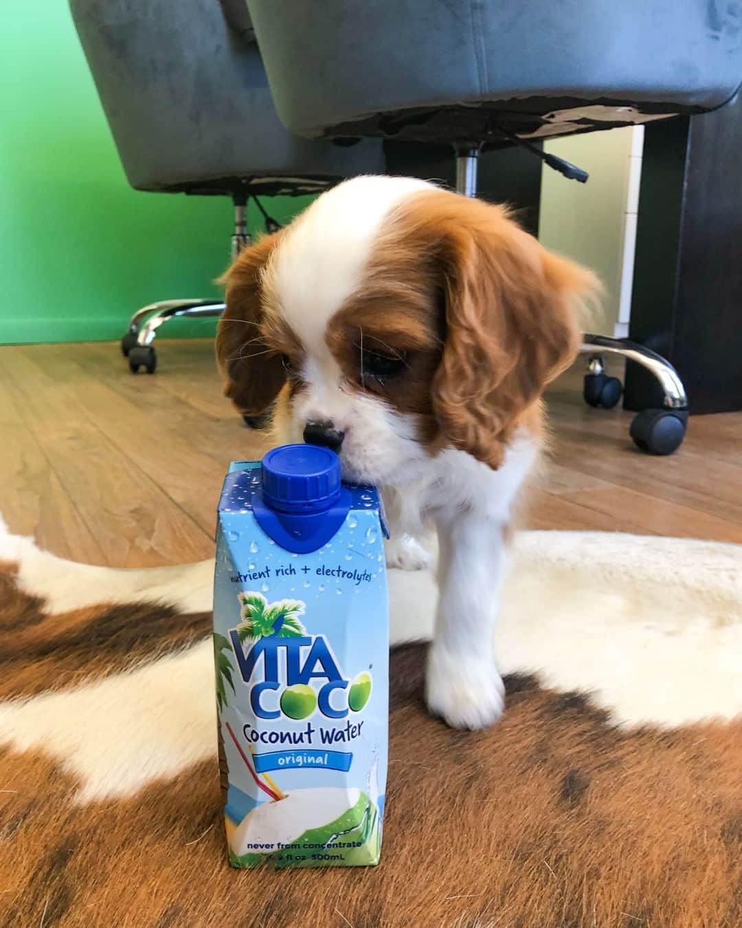 Vita Coco Coconut Waterのインスタグラム：「Introducing Coconut, our new mascot, our founder's dog, and all-around good boy. As you can see, Coconut has a very impressive résumé.」