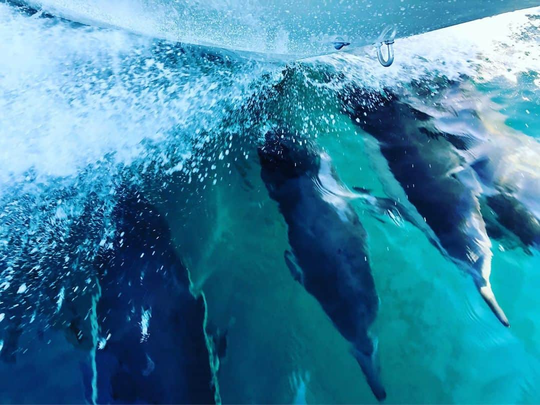 タナー・フォウストさんのインスタグラム写真 - (タナー・フォウストInstagram)「Great morning with some bros... 🤙 #dolphins」3月15日 2時36分 - tannerfoust