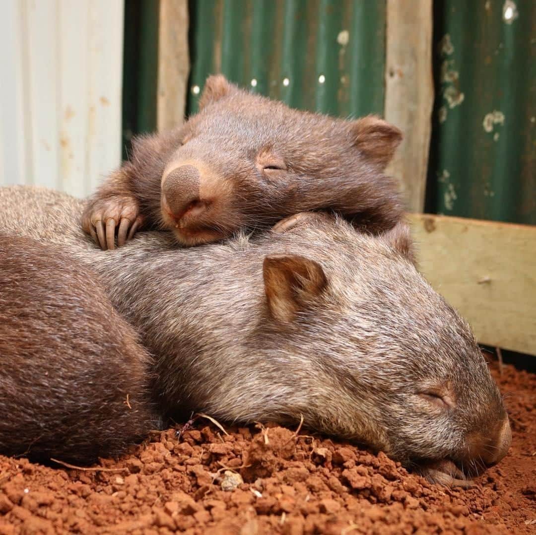 Australiaさんのインスタグラム写真 - (AustraliaInstagram)「Shhh… our snoozle session is in full swing 😴 This stack of fluffy cuteness is a common scene at @wild_paws, as the resident #wombats are known to enjoy a well-earned nap after playtime. (It’s  a tough life, right?! 😜) This volunteer-run shelter is an hour from @visitmelbourne in the beautiful @visitdandenongranges, and its owners and operators are dedicated to rescuing and rehabilitating sick and orphaned native #wildlife. Aside from wombats, they also care for possums, kangaroos, birds, and reptiles; which all get released back into the wild when they’re fully recovered.  #SeeAustralia #visitvictoria #dandenongranges #wildlifephotography #travel」3月15日 3時00分 - australia