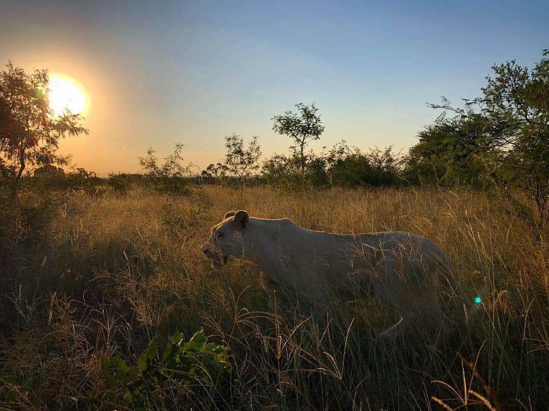 Kevin Richardson LionWhisperer さんのインスタグラム写真 - (Kevin Richardson LionWhisperer Instagram)「Nature is simply breathtaking. This is my life. These animals keep me motivated. These animals are my life. #worthfightingfor #reconnectwithnature #tolerance #disconnecttoreconnect #sunset」3月15日 3時11分 - lionwhisperersa