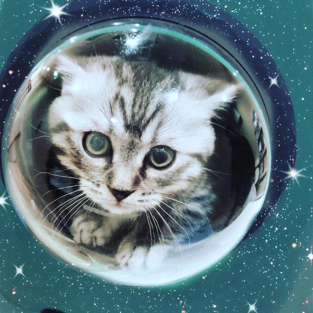 赤木クロさんのインスタグラム写真 - (赤木クロInstagram)「宇宙船ねこ #cat #catstagram #cats #cats_of_instagram #猫 #ねこ #ねこすたぐらむ #spacecat #マンチカン」3月15日 3時34分 - akagikuro